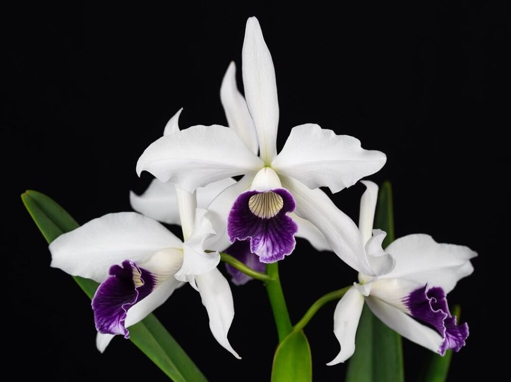 Purple Stained Laelia