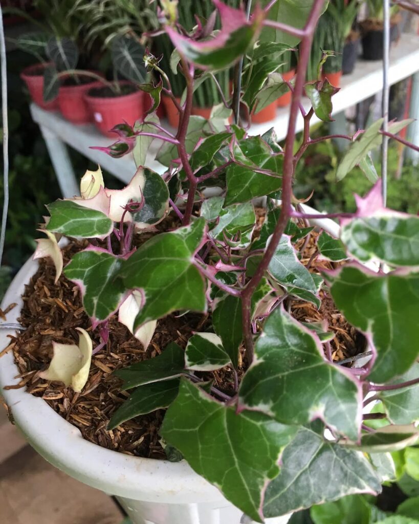 Purple edged English Ivy