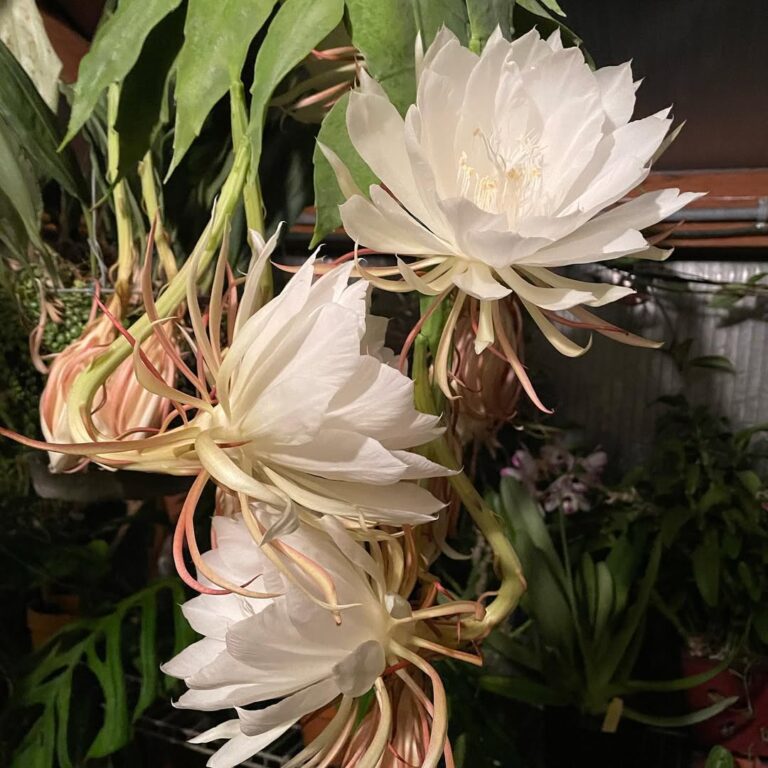 Queen of the Night cactus blooming gracefully in low-light setting