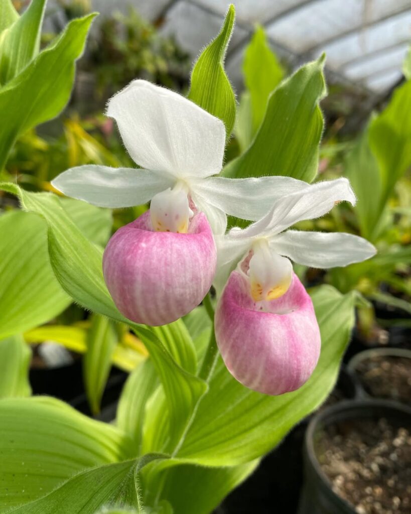 Queens Lady Slipper