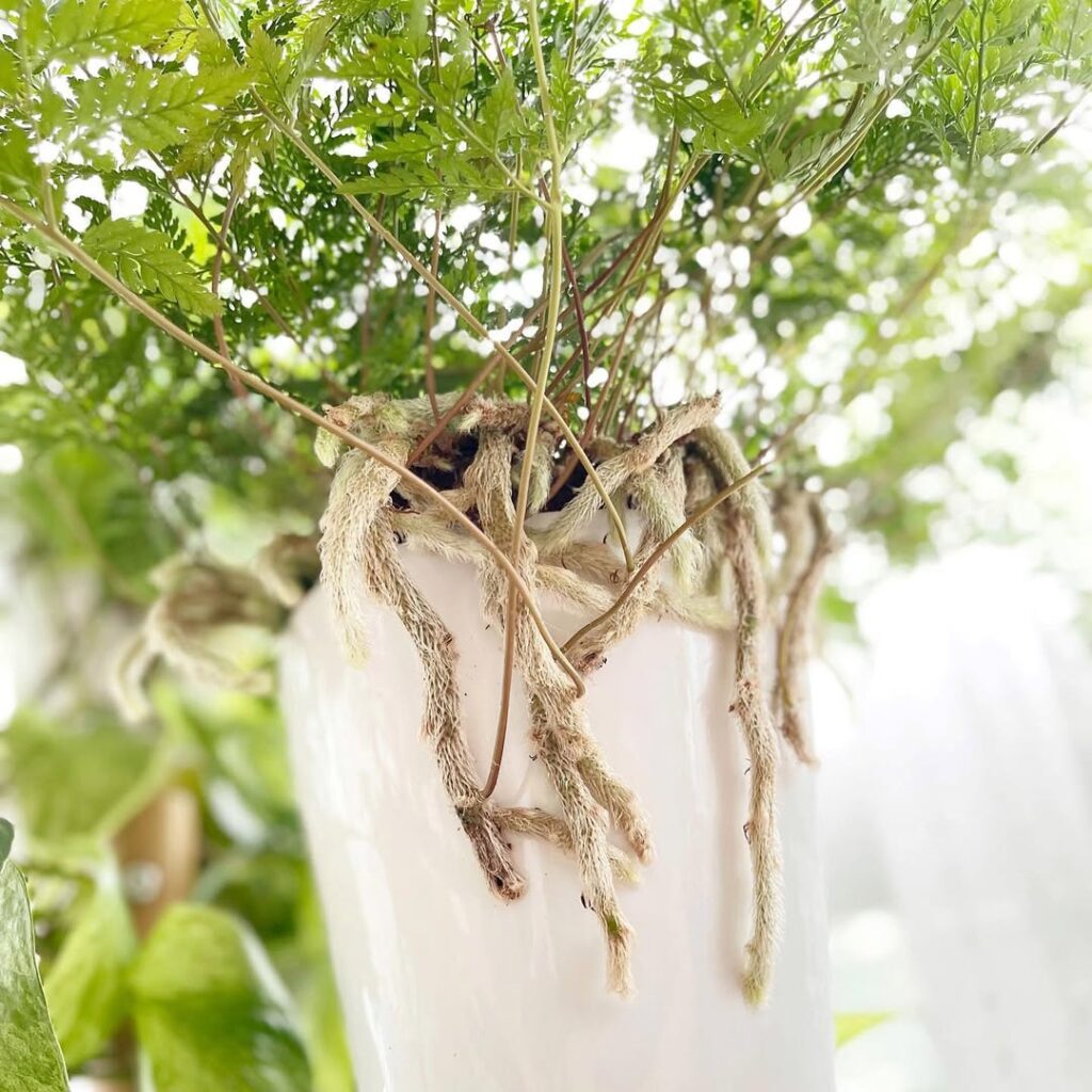 Rabbits Foot Fern