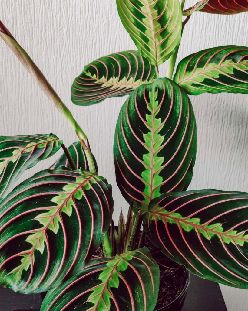 Rainbow Prayer Plant