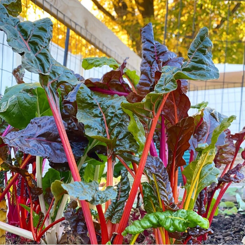 Rainbow Swiss Chard