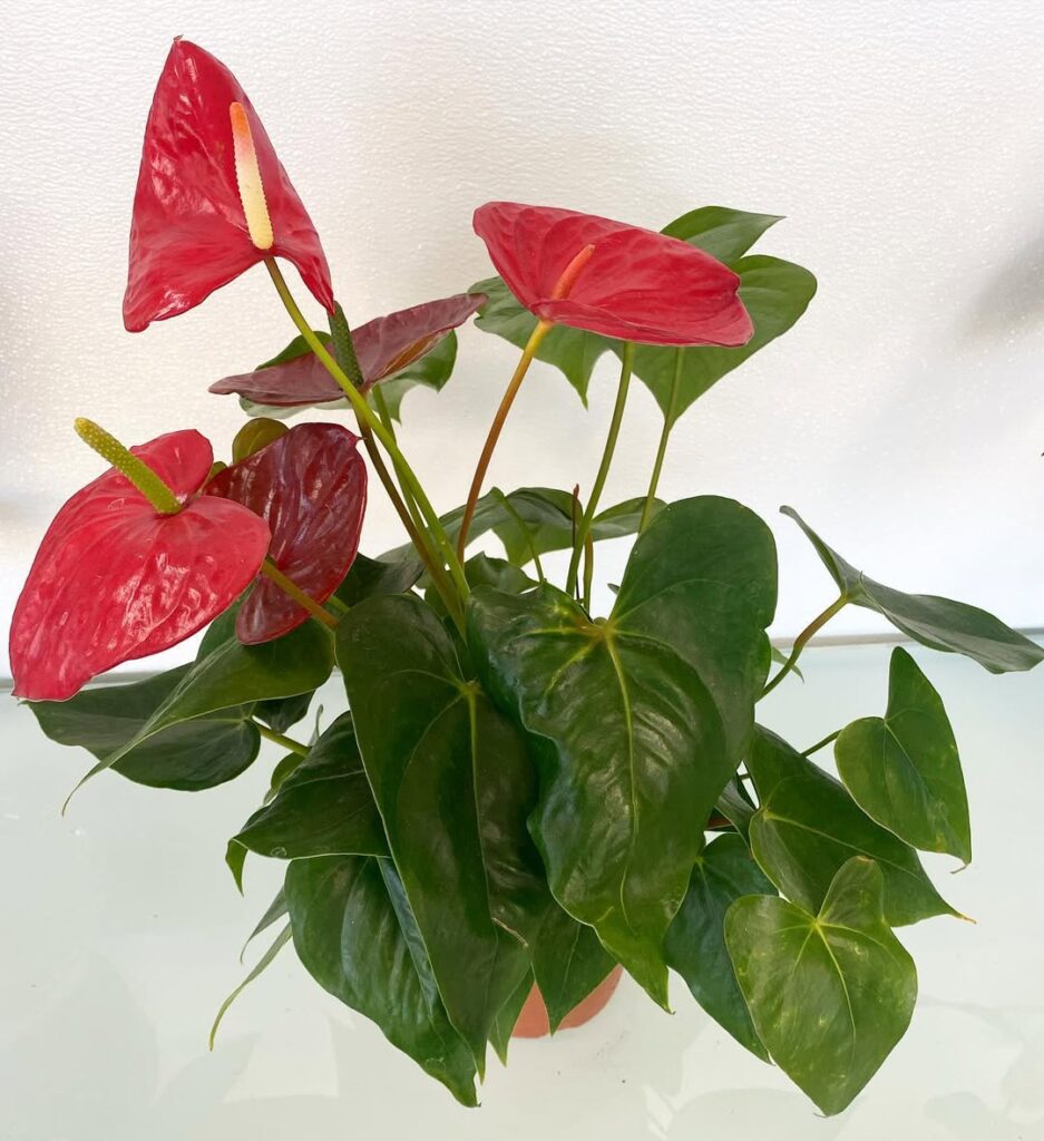 Red Heart Anthurium