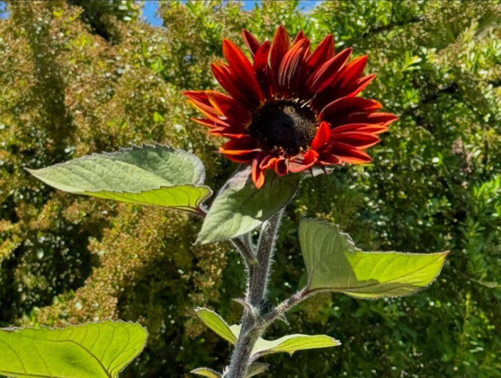 Red Sunflower