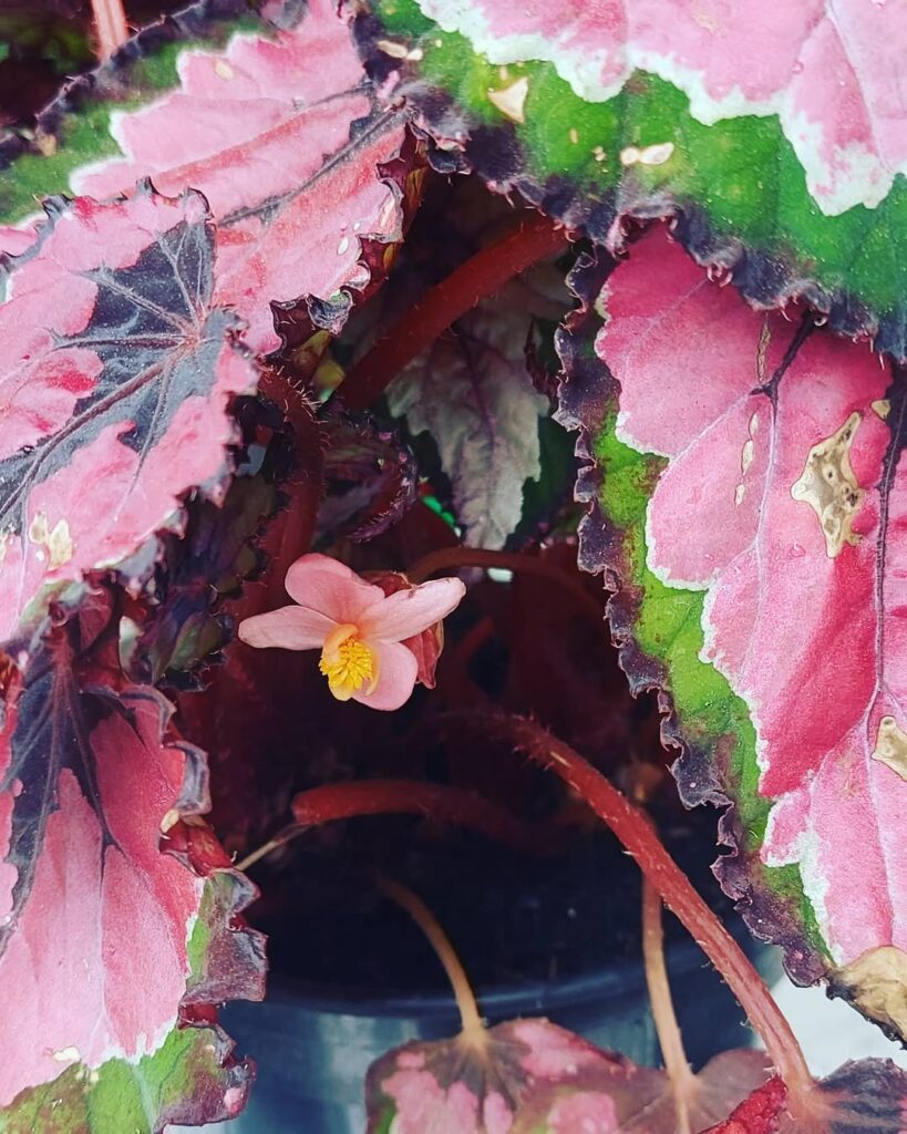 Rex Begonia