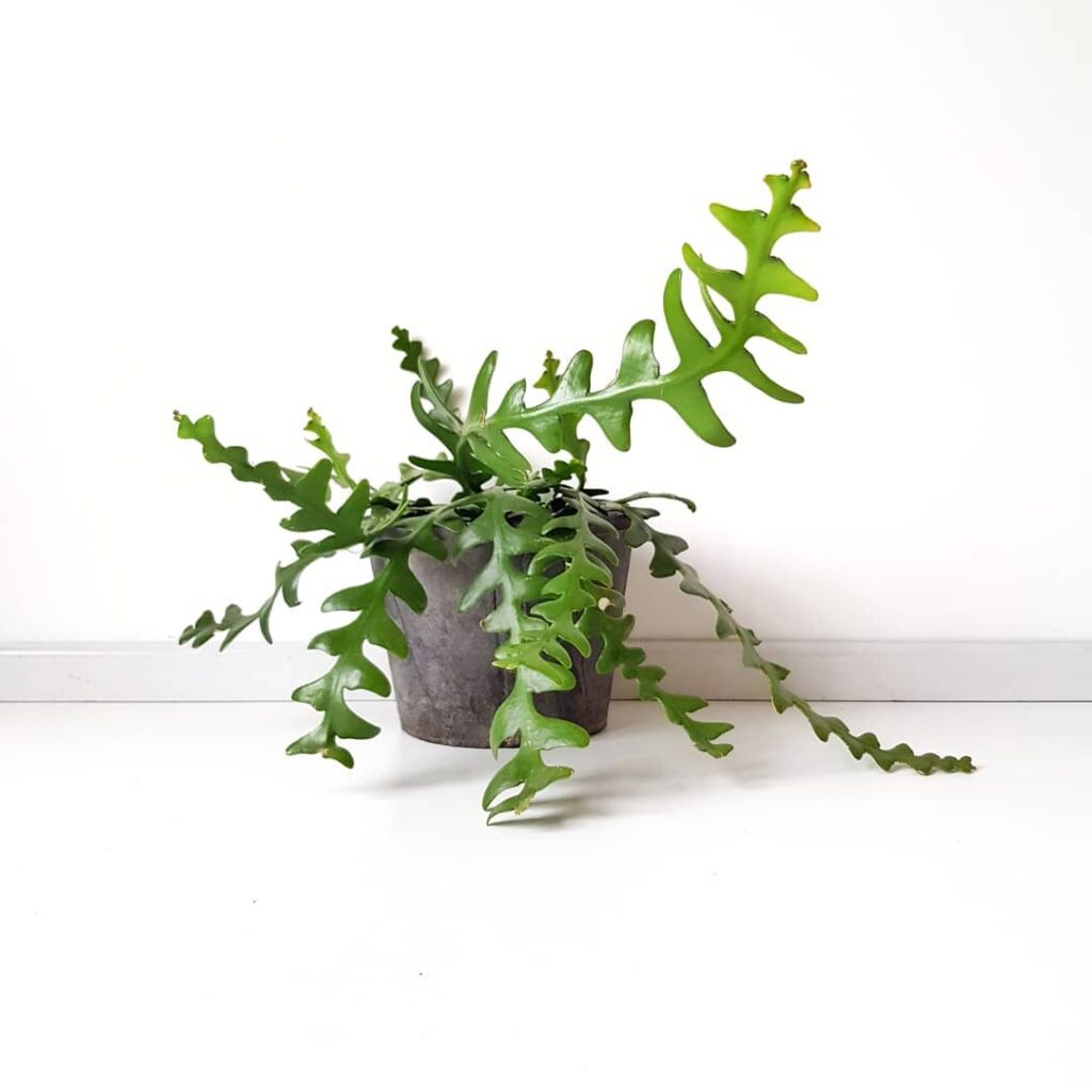 Ric Rac Cactus