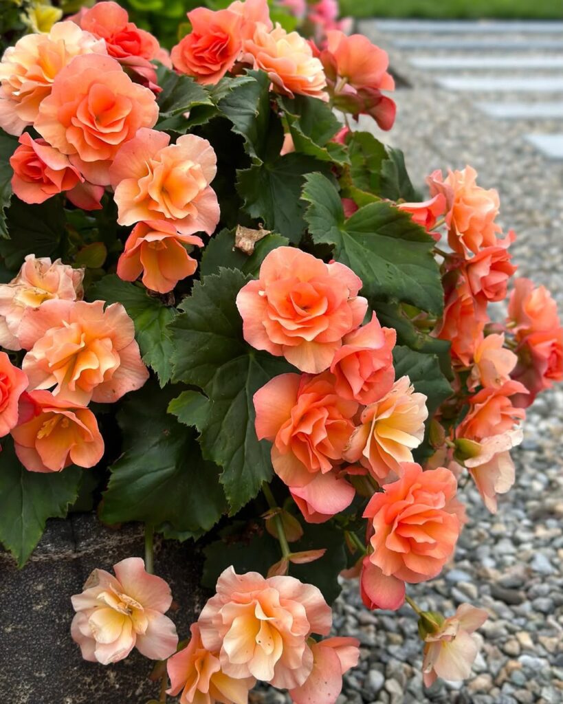 Rieger Begonia