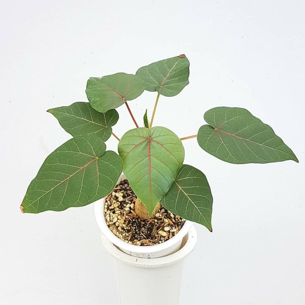 Rock Fig