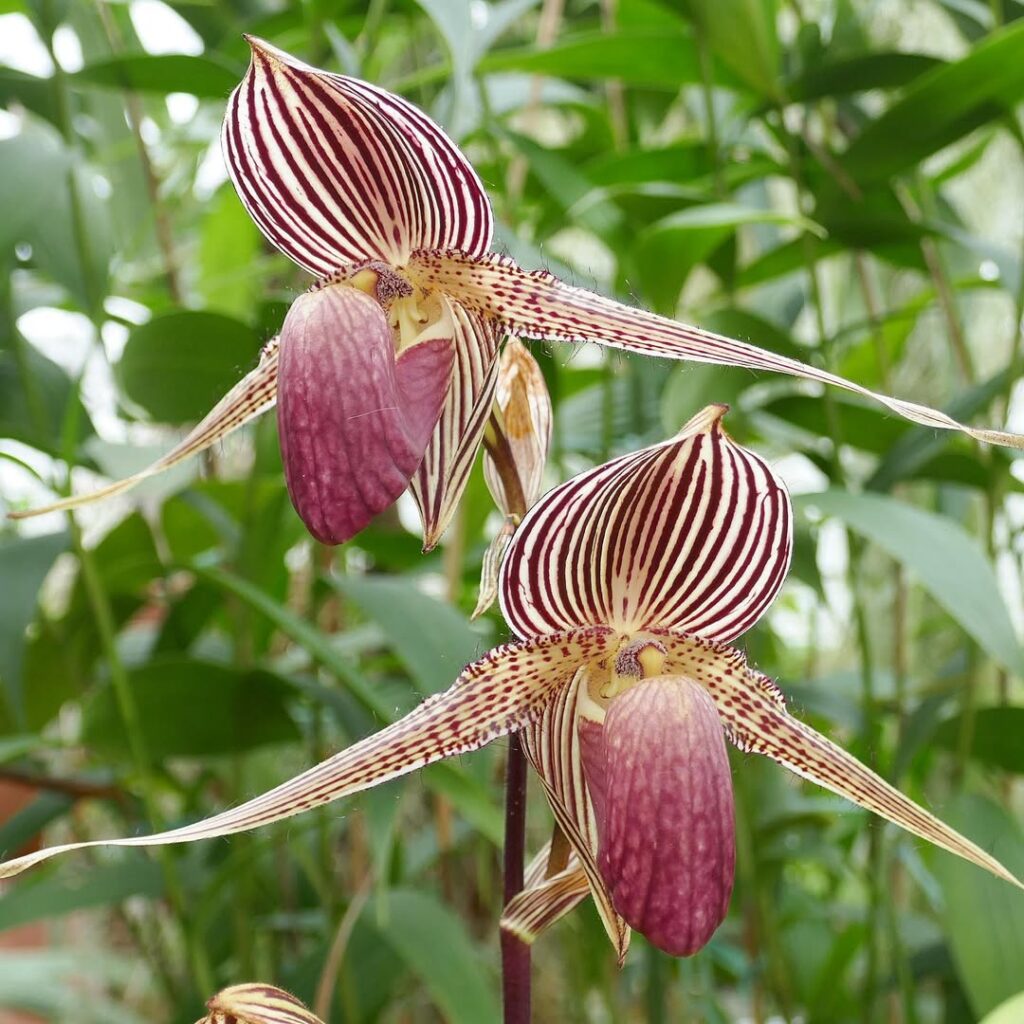 Rothschilds slipper orchid
