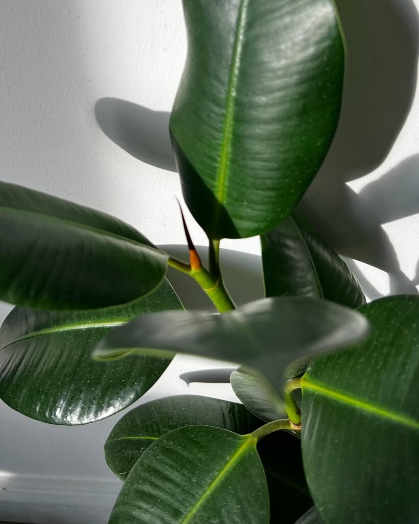 Rubber Plant 1