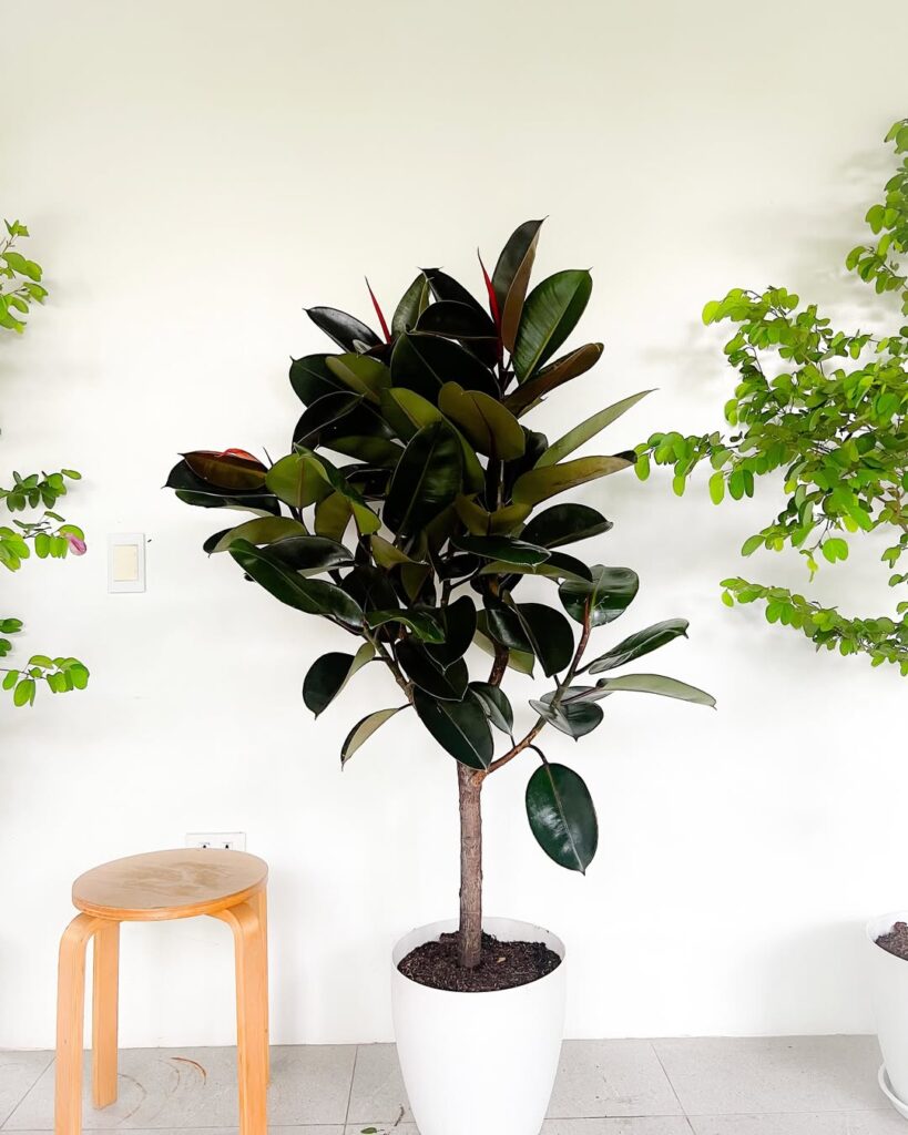 Rubber Plant