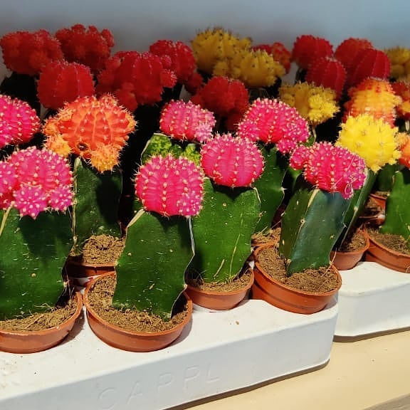 Ruby Ball Cactus
