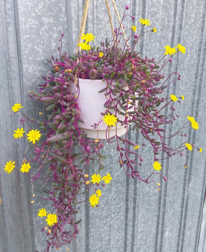 Ruby Necklace Plant