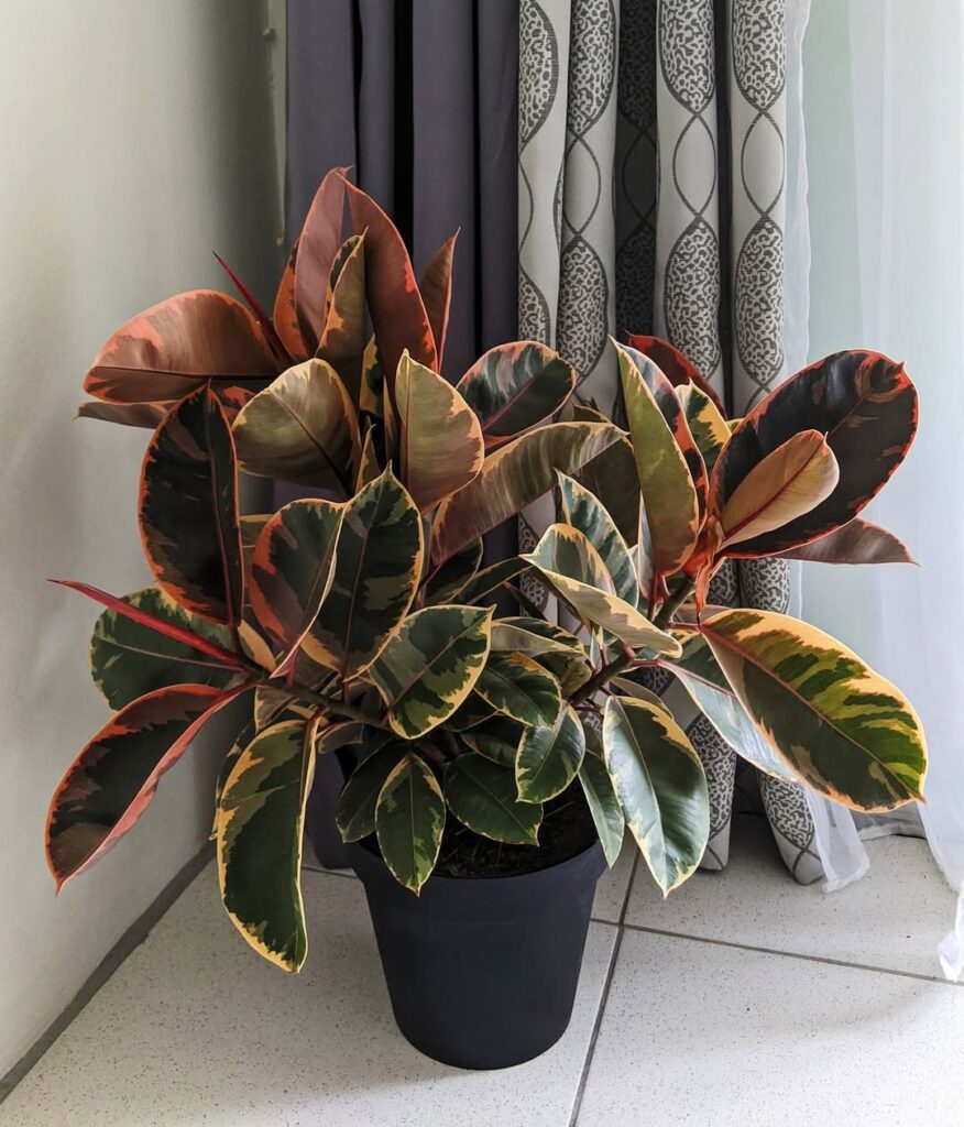 Ruby Rubber Tree