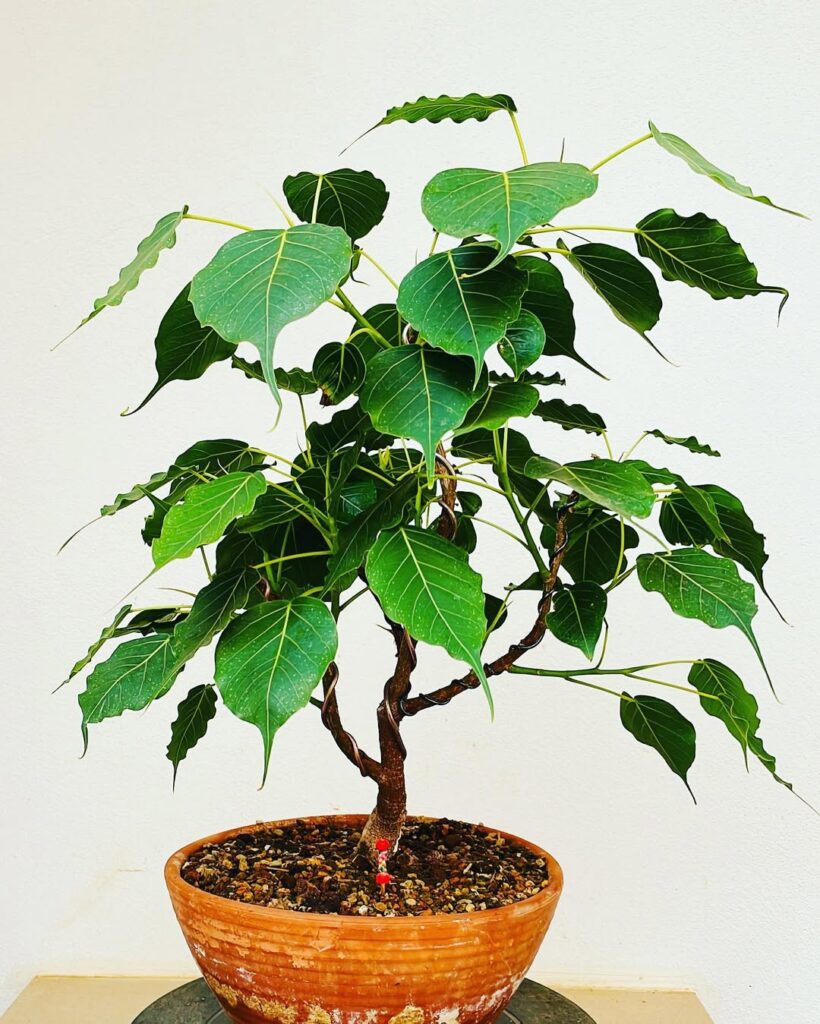 Sacred Fig