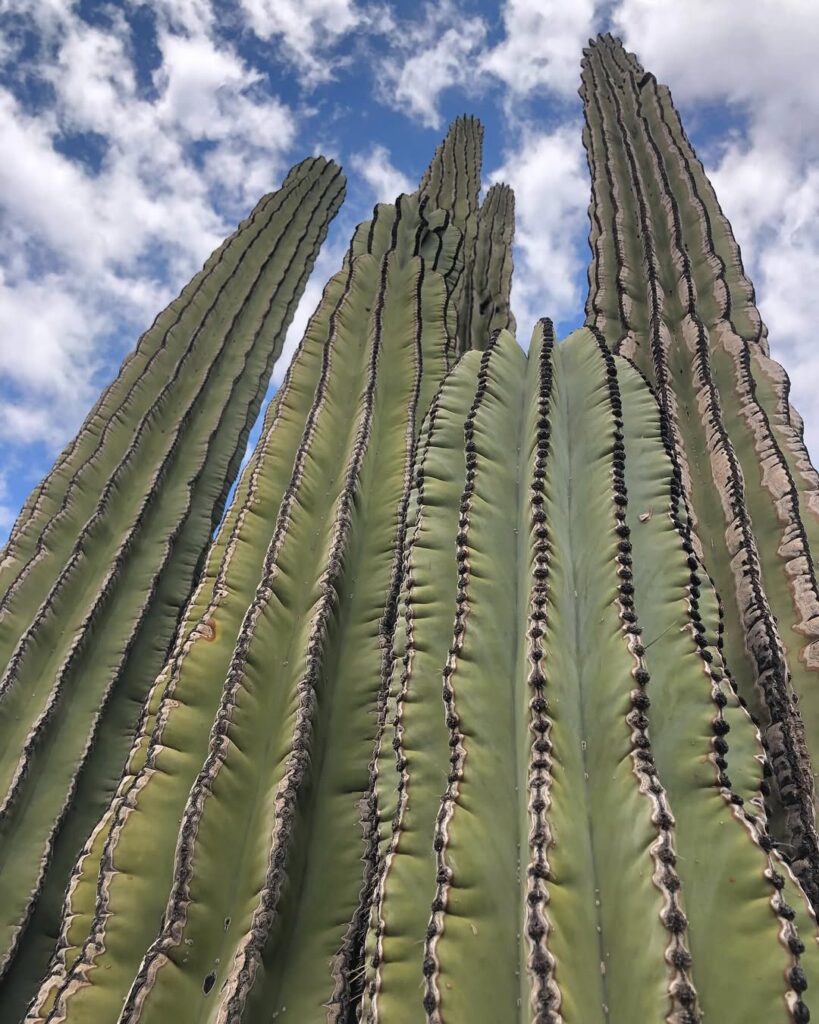 Saguaro Desert Giant Cactus