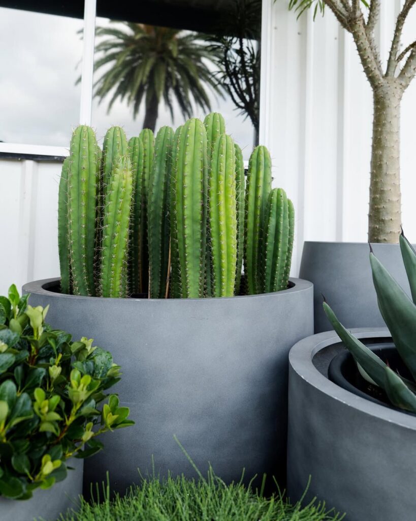San Pedro cactus