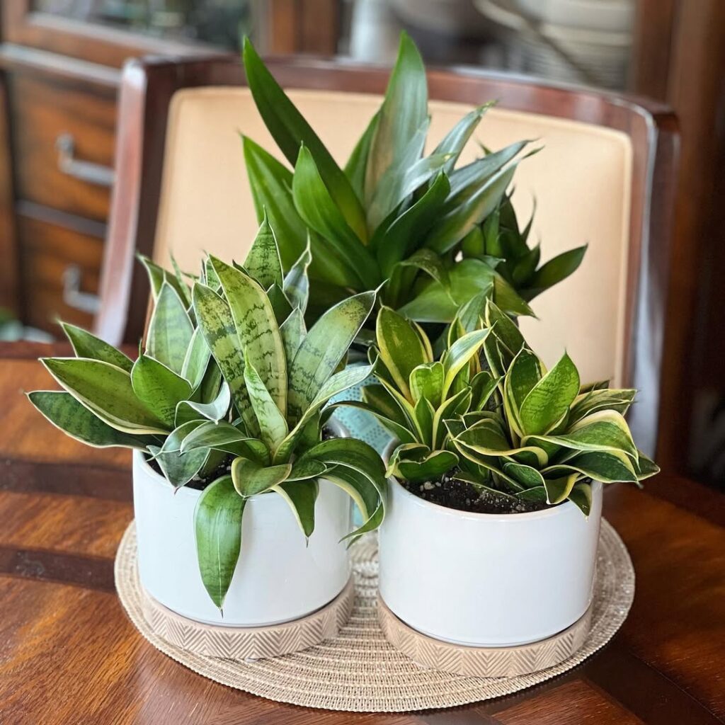 Sansevieria Hahnii