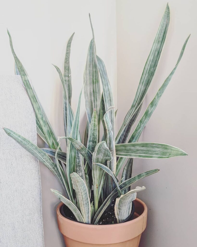Sansevieria Sayuri