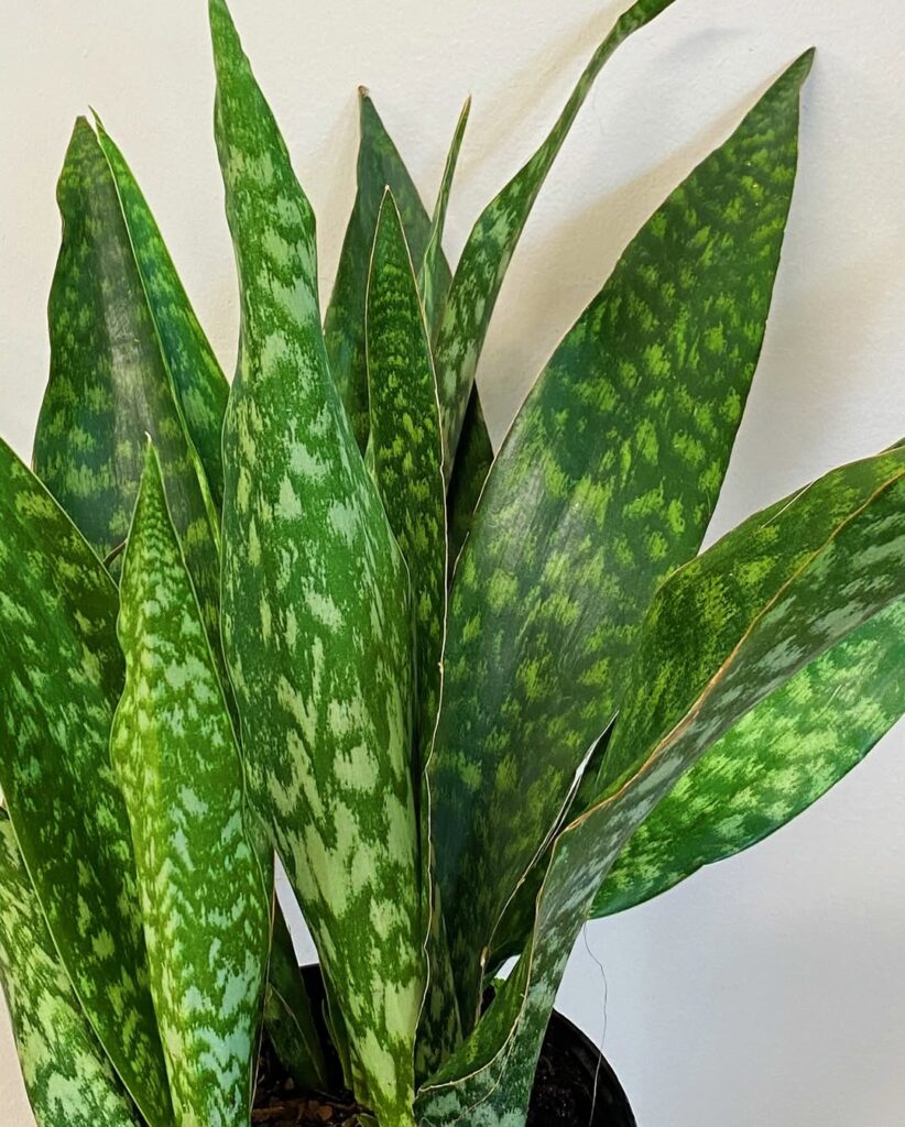 Sansevieria jaboa