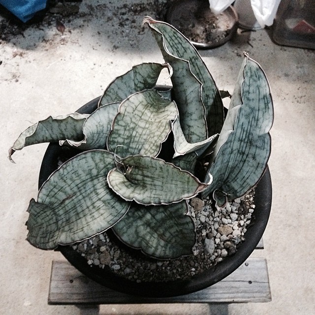 Sansevieria kirkii Silver Blue