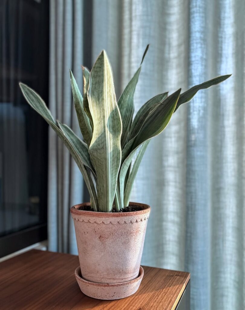 Sansevieria metallica