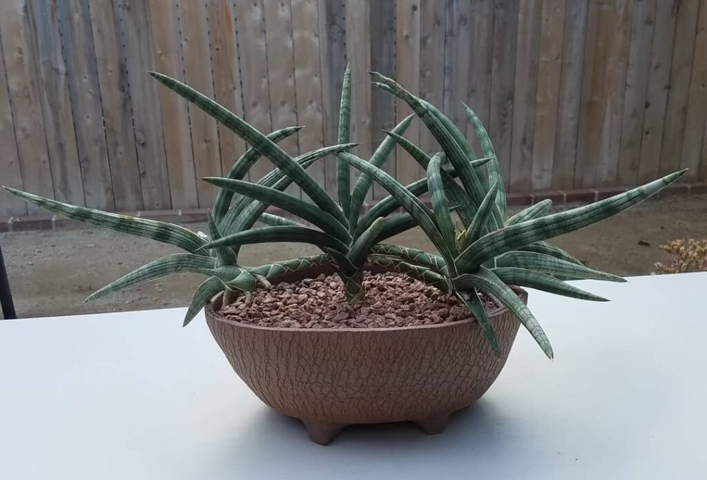 Sansevieria suffruticosa