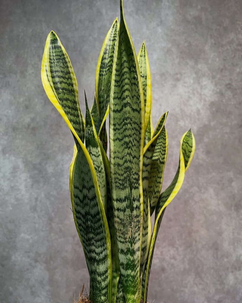 Sansevieria trifasciata Laurentii