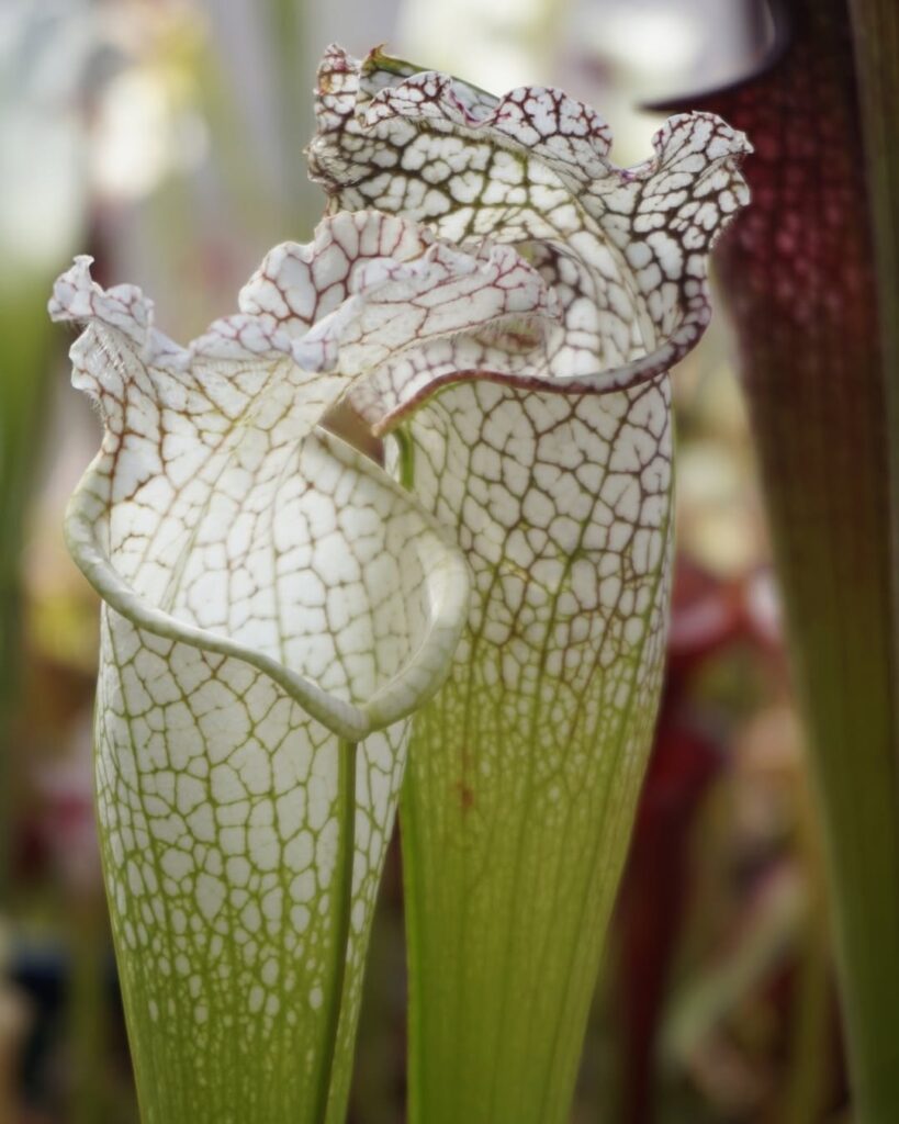 Sarracenia leucophylla