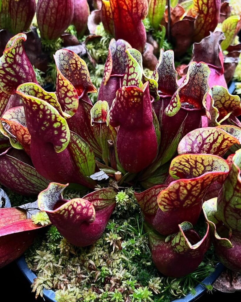 Sarracenia purpurea