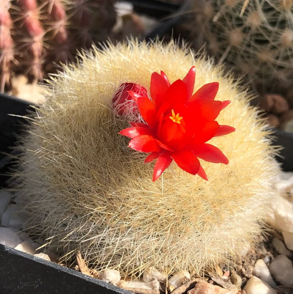 Scarlet Ball Cactus