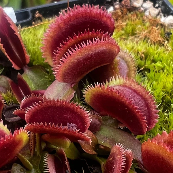 Scarlet Bristle