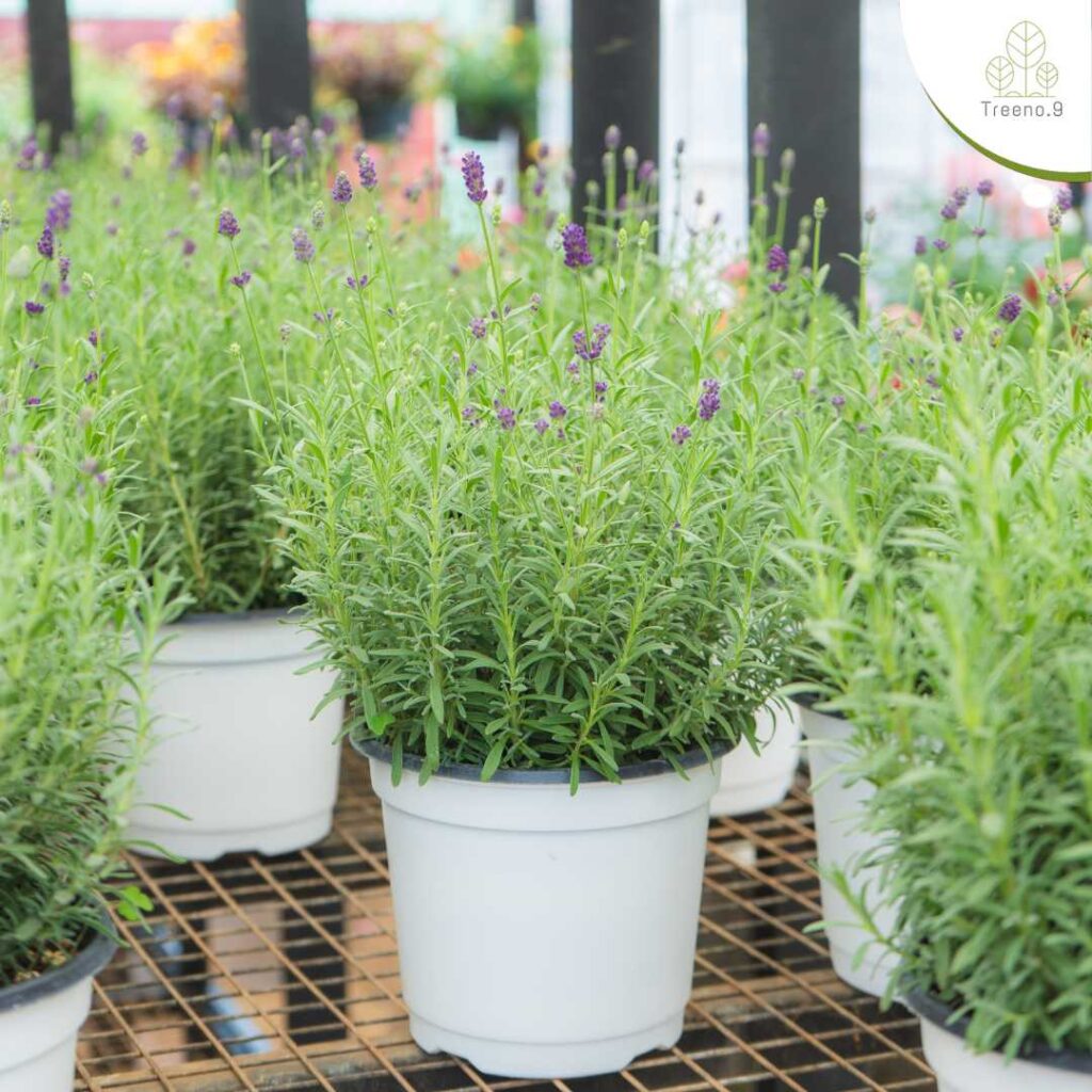Scented English Lavender