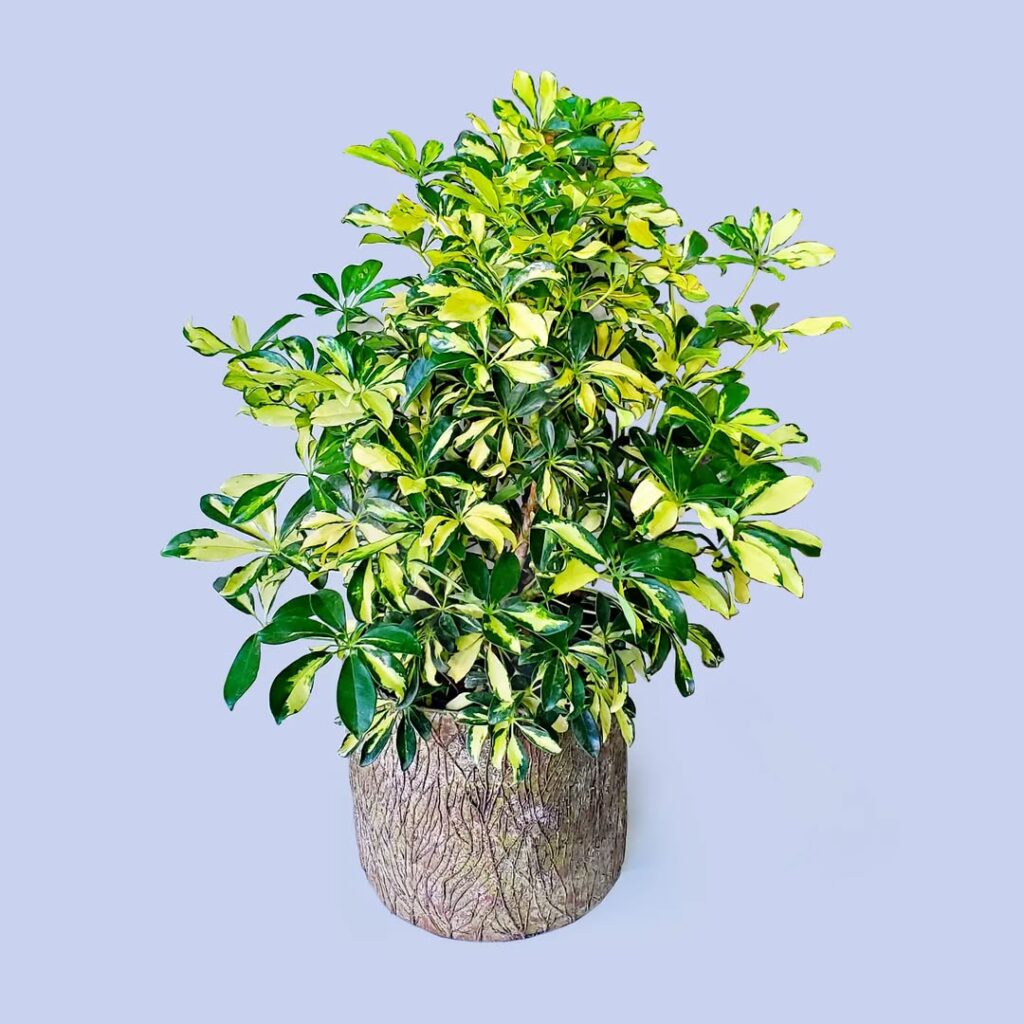 Schefflera arboricola