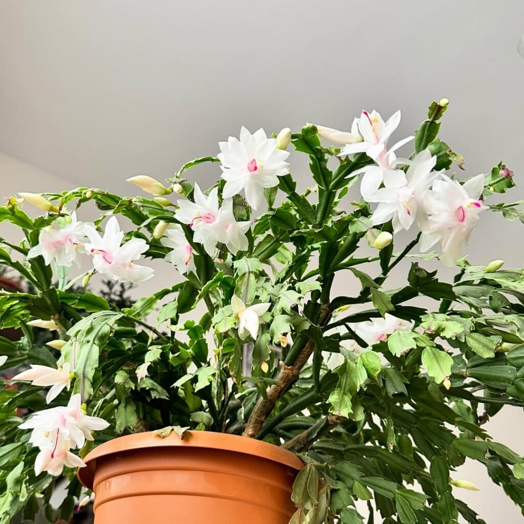 Schlumbergera