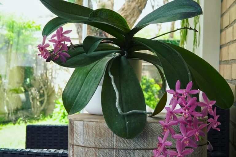 Seasonal Care Tips for Phalaenopsis Orchids