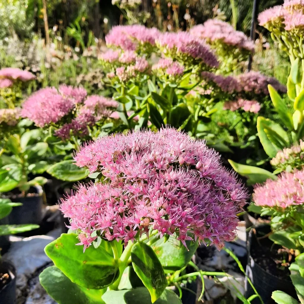 Sedum spectabile ‘Autumn Joy