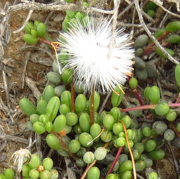 Senecio abbreviatus