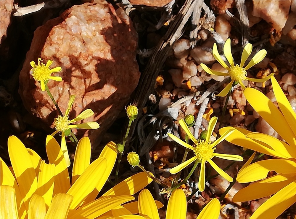 Senecio abruptus