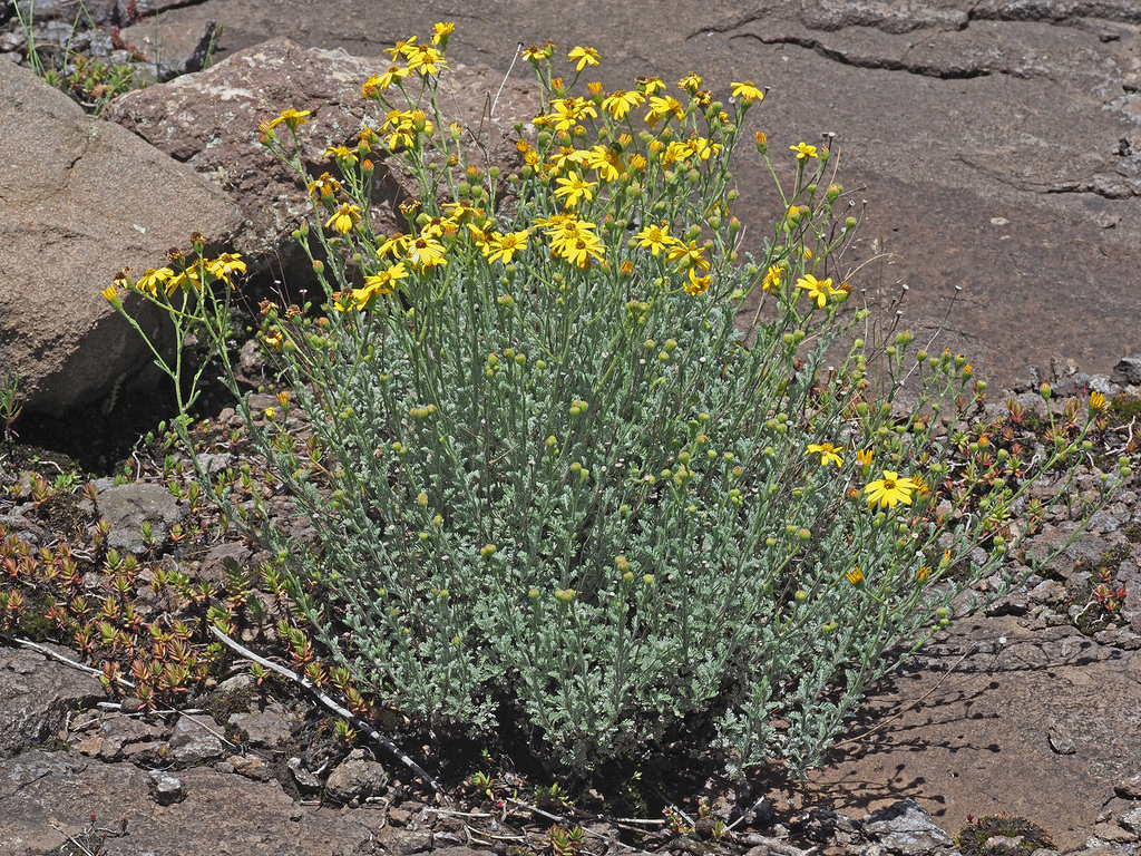 Senecio achilleifolius