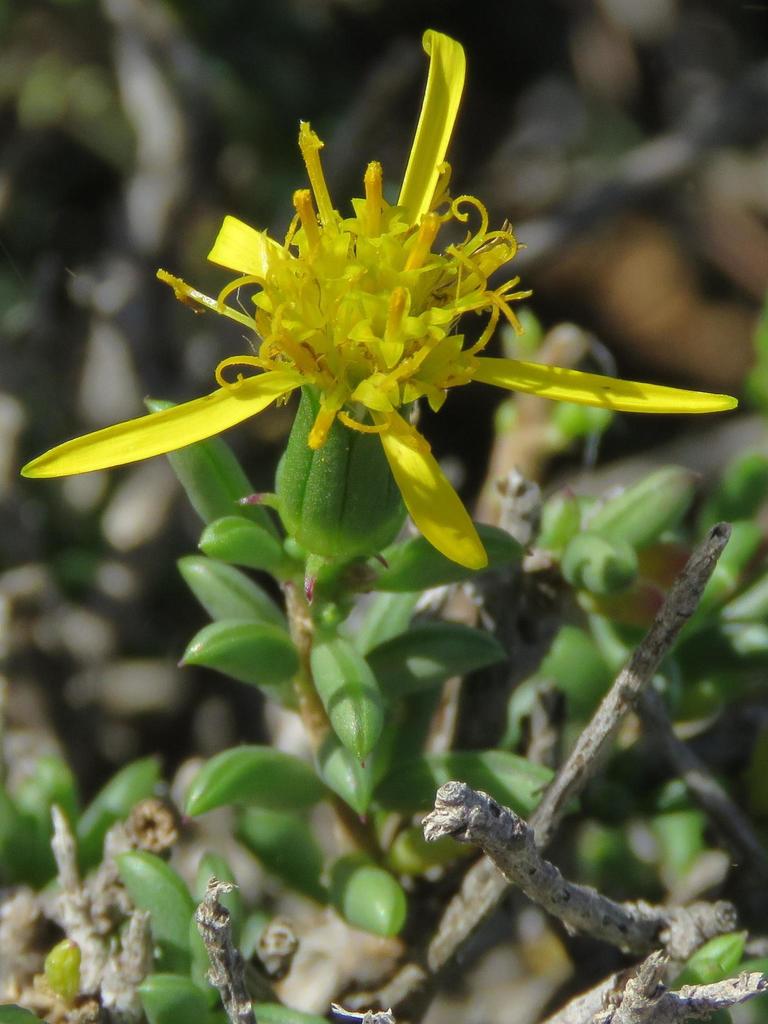 Senecio acutifolius
