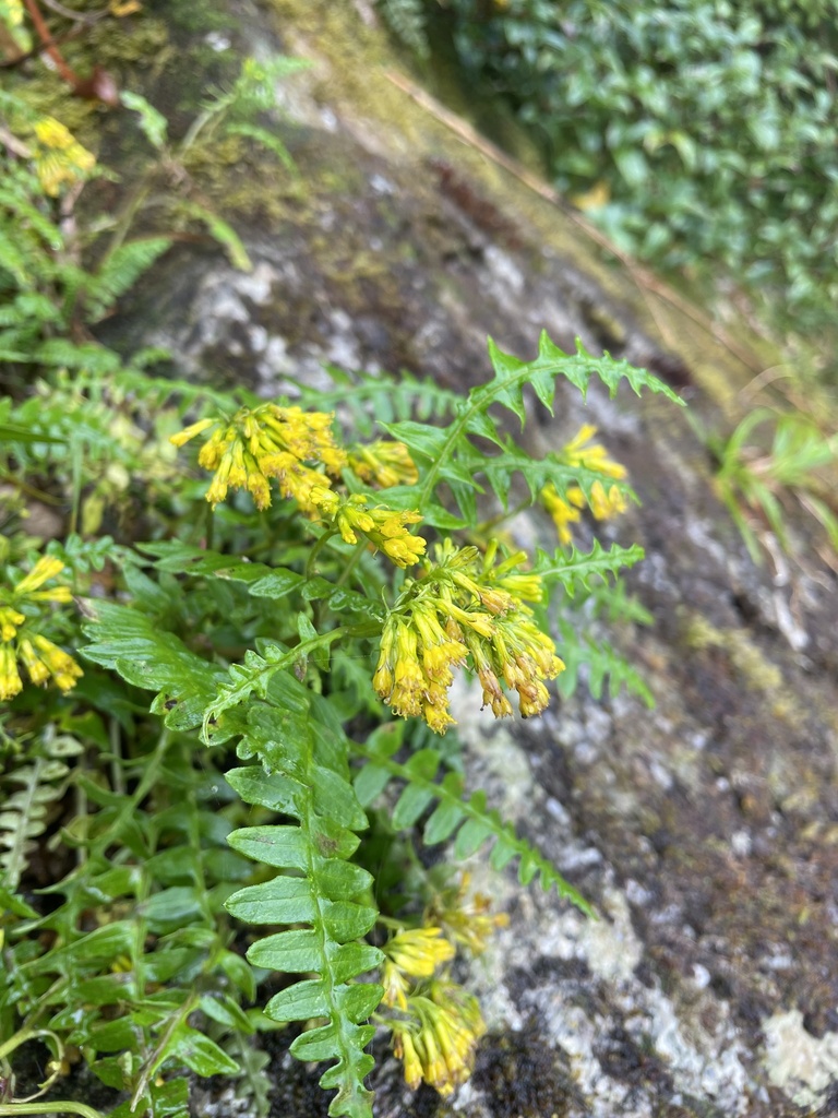 Senecio acutipinnus