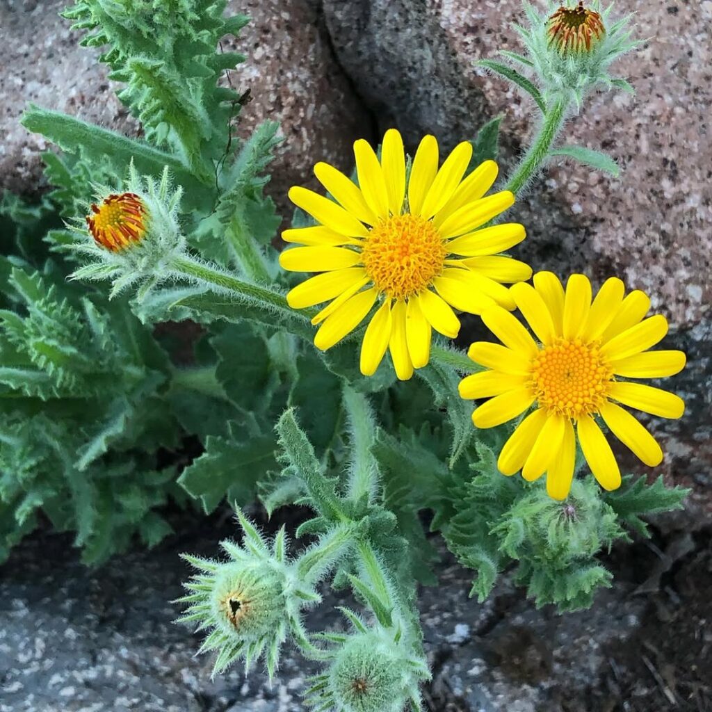 Senecio adenotrichius