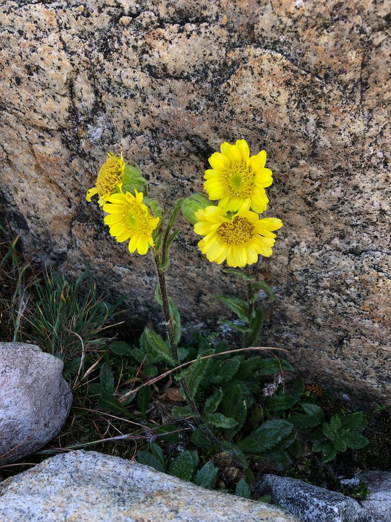 Senecio adglacialis