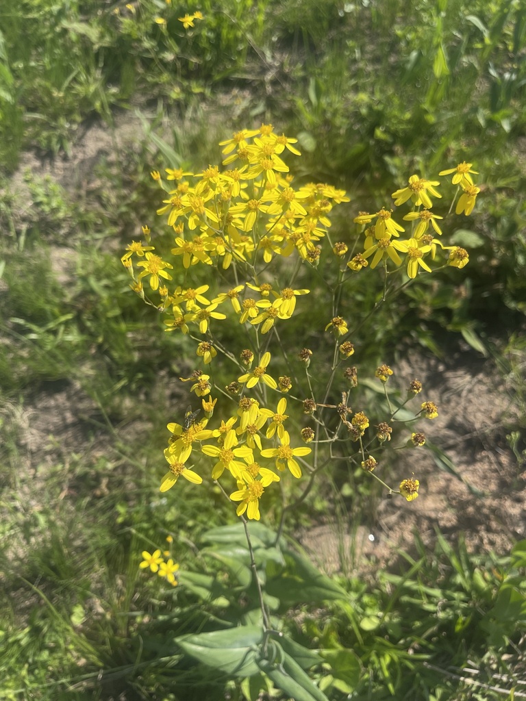 Senecio adnatus