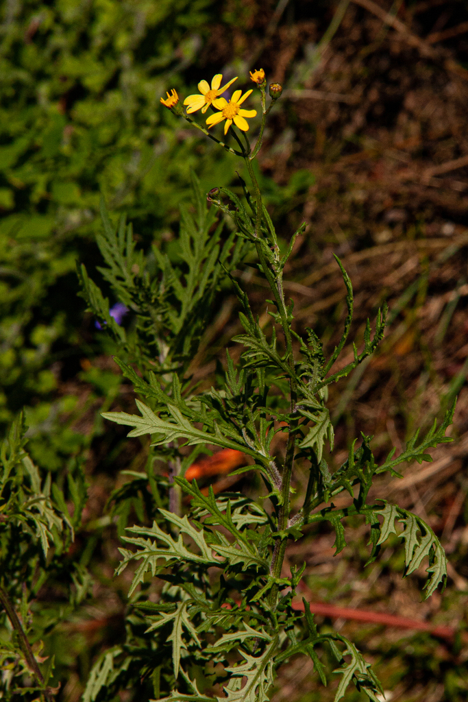 Senecio aetfatensis