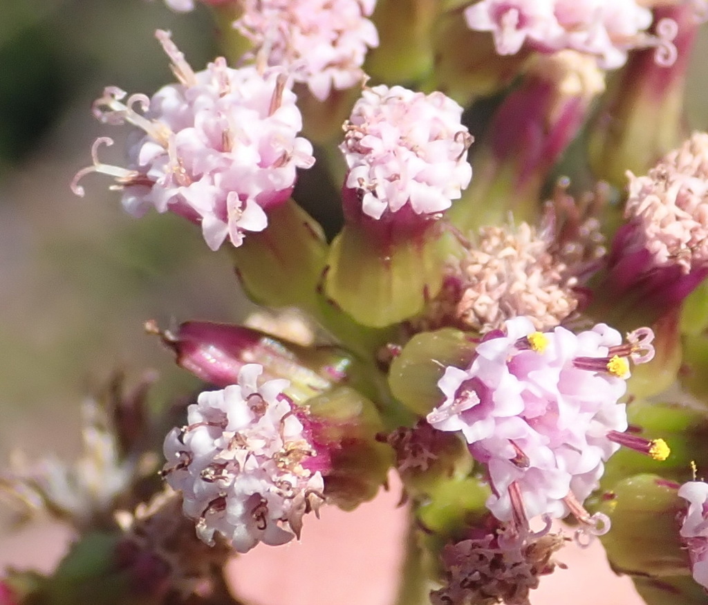 Senecio agapetes