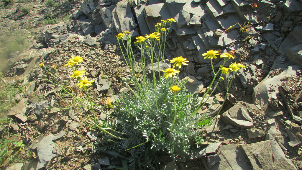Senecio albifolius