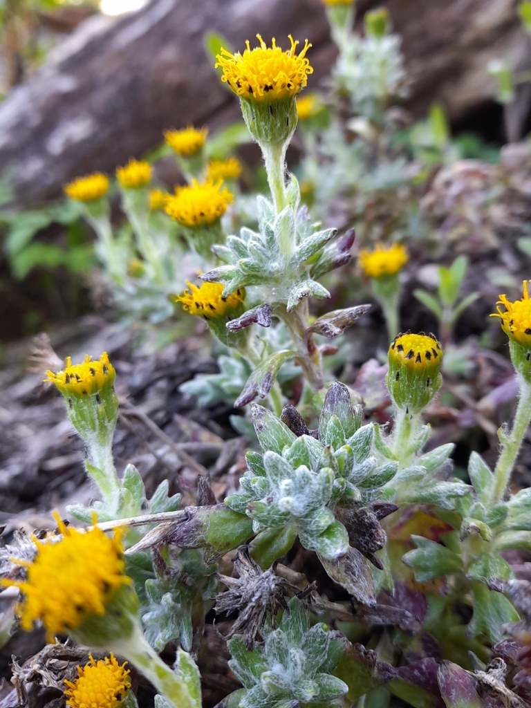 Senecio alloeophyllus